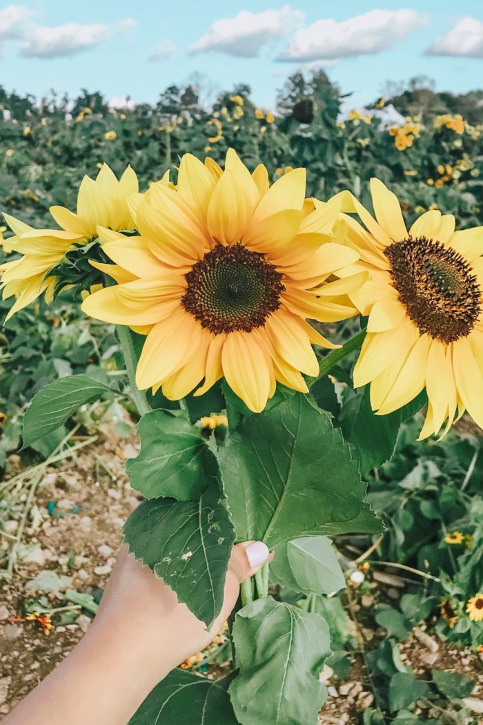 A trip to the Sun Flower Field